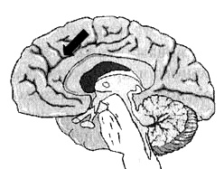 Иллюстрация к книге — Измените свой мозг - изменится и жизнь! [i_055.jpg]