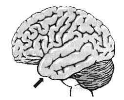 Иллюстрация к книге — Измените свой мозг - изменится и жизнь! [i_069.jpg]