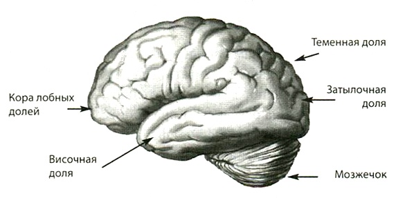 Иллюстрация к книге — Мозг и любовь. Секреты практической нейробиологии [i_001.jpg]