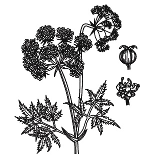 Иллюстрация к книге — Острые отравления у детей [Autogen_eBook_id41.jpg]