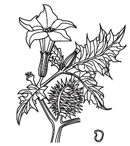 Иллюстрация к книге — Острые отравления у детей [Autogen_eBook_id42.jpg]