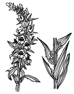 Иллюстрация к книге — Острые отравления у детей [Autogen_eBook_id45.jpg]