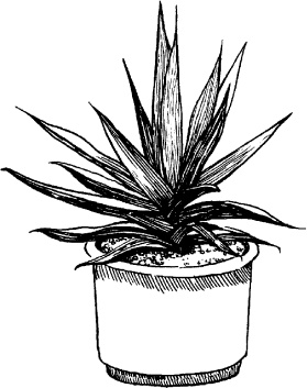 Иллюстрация к книге — Домашний доктор на подоконнике. От всех болезней [i_001.jpg]