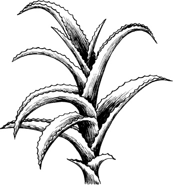 Иллюстрация к книге — Домашний доктор на подоконнике. От всех болезней [i_002.jpg]