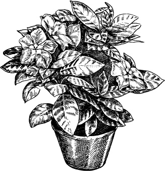 Иллюстрация к книге — Домашний доктор на подоконнике. От всех болезней [i_005.jpg]