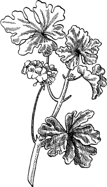 Иллюстрация к книге — Домашний доктор на подоконнике. От всех болезней [i_006.jpg]