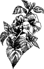 Иллюстрация к книге — Домашний доктор на подоконнике. От всех болезней [i_007.jpg]