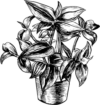 Иллюстрация к книге — Домашний доктор на подоконнике. От всех болезней [i_008.jpg]