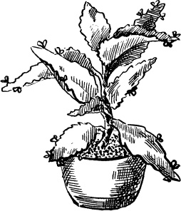 Иллюстрация к книге — Домашний доктор на подоконнике. От всех болезней [i_010.jpg]