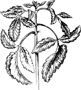 Иллюстрация к книге — Домашний доктор на подоконнике. От всех болезней [i_011.jpg]