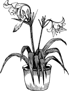 Иллюстрация к книге — Домашний доктор на подоконнике. От всех болезней [i_013.jpg]