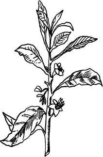 Иллюстрация к книге — Домашний доктор на подоконнике. От всех болезней [i_014.jpg]