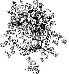 Иллюстрация к книге — Домашний доктор на подоконнике. От всех болезней [i_018.jpg]