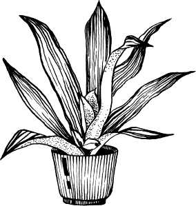 Иллюстрация к книге — Домашний доктор на подоконнике. От всех болезней [i_019.jpg]