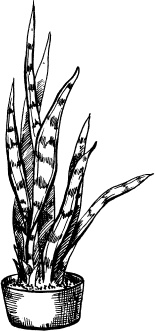 Иллюстрация к книге — Домашний доктор на подоконнике. От всех болезней [i_020.jpg]