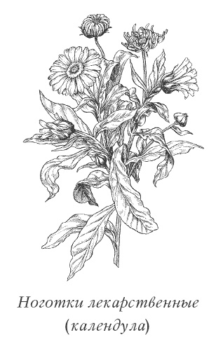 Иллюстрация к книге — Календула, алоэ и бадан толстолистный - целители от всех болезней [i_001.jpg]