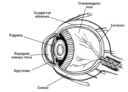 Иллюстрация к книге — 36 и 6 правил здоровых глаз [i_001.jpg]