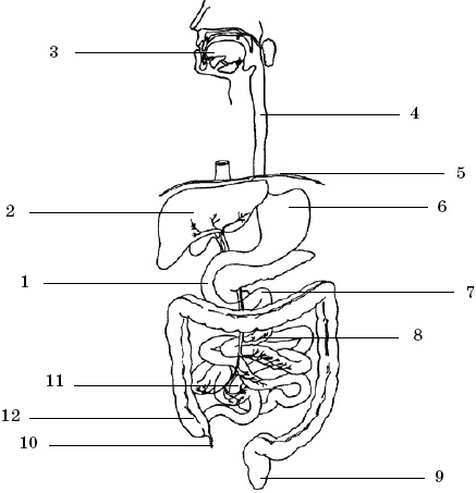 Иллюстрация к книге — Язвенная болезнь желудка [Autogen_eBook_id0.jpg]