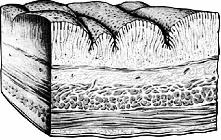 Иллюстрация к книге — Язвенная болезнь желудка [Autogen_eBook_id1.jpg]