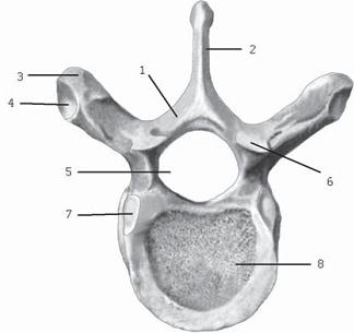 Иллюстрация к книге — Остеохондроз для профессионального пациента [i_016.jpg]