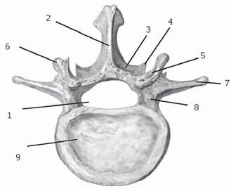 Иллюстрация к книге — Остеохондроз для профессионального пациента [i_018.jpg]