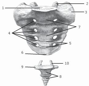 Иллюстрация к книге — Остеохондроз для профессионального пациента [i_019.jpg]