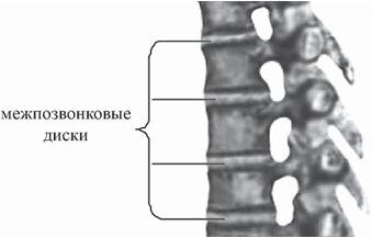 Иллюстрация к книге — Остеохондроз для профессионального пациента [i_029.jpg]