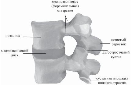 Иллюстрация к книге — Остеохондроз для профессионального пациента [i_033.jpg]