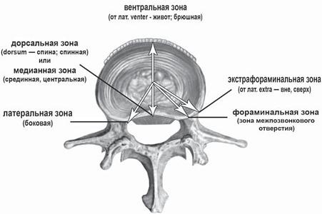 Иллюстрация к книге — Остеохондроз для профессионального пациента [i_042.jpg]