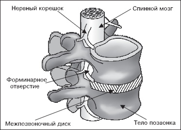 Иллюстрация к книге — Остеохондроз. Как победить боль [i_001.jpg]