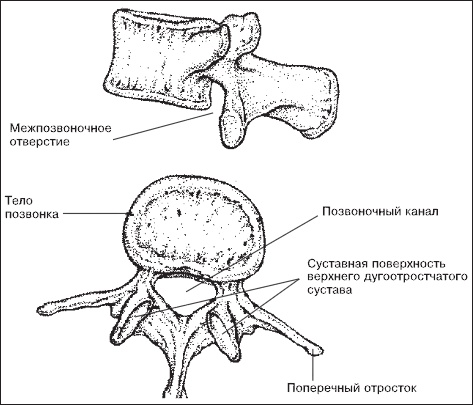 Иллюстрация к книге — Остеохондроз. Как победить боль [i_002.jpg]