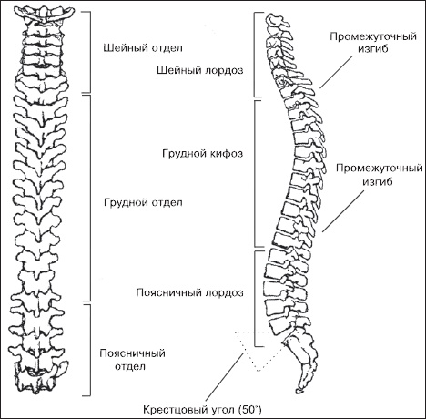Иллюстрация к книге — Остеохондроз. Как победить боль [i_003.jpg]