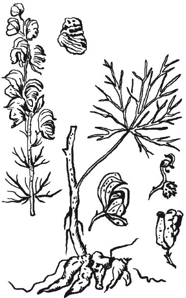 Иллюстрация к книге — Рак. Практика исцеления и профилактика. Лечение ядами [i_013.jpg]