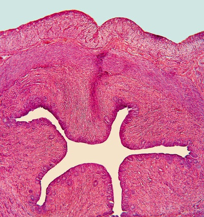 Иллюстрация к книге — О чем говорят анализы. Секреты медицинских показателей - для пациентов [i_014.jpg]