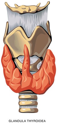 Иллюстрация к книге — О чем говорят анализы. Секреты медицинских показателей - для пациентов [i_026.jpg]