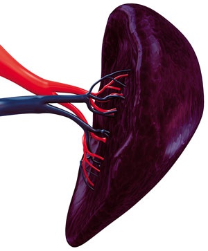 Иллюстрация к книге — О чем говорят анализы. Секреты медицинских показателей - для пациентов [i_029.jpg]