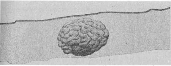 Иллюстрация к книге — Странности нашего тела. Занимательная анатомия [_03.jpg]
