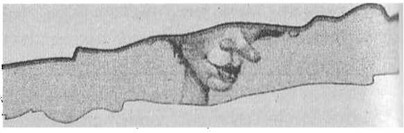 Иллюстрация к книге — Странности нашего тела. Занимательная анатомия [_12.jpg]