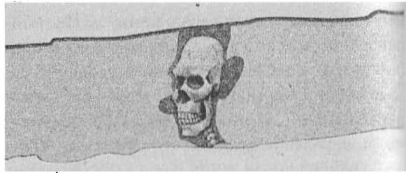 Иллюстрация к книге — Странности нашего тела. Занимательная анатомия [_13.jpg]