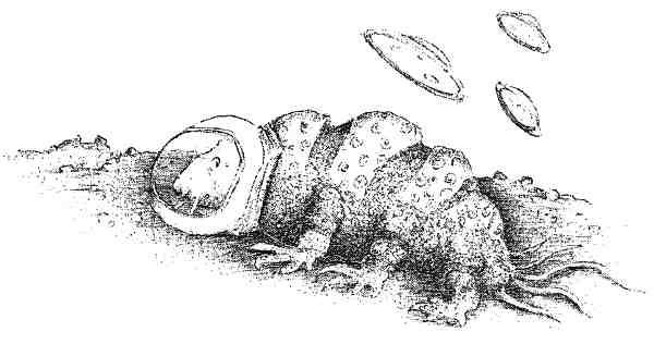 Иллюстрация к книге — Странности эволюции. Увлекательная биология [i_002.jpg]