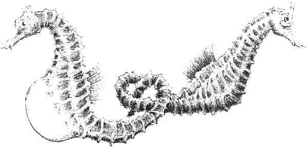 Иллюстрация к книге — Странности эволюции. Увлекательная биология [i_005.jpg]