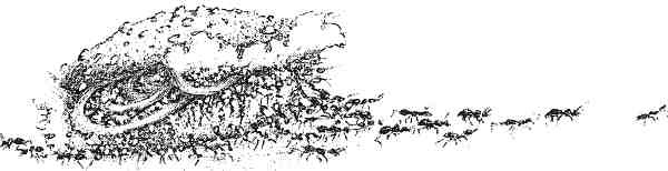 Иллюстрация к книге — Странности эволюции. Увлекательная биология [i_009.jpg]