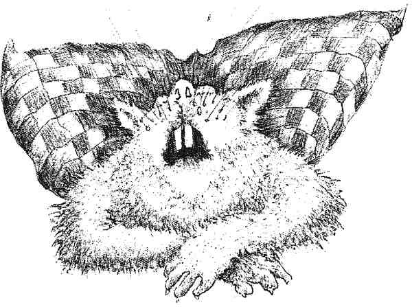 Иллюстрация к книге — Странности эволюции. Увлекательная биология [i_012.jpg]