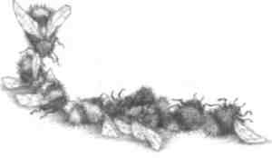 Иллюстрация к книге — Странности эволюции-2. Ошибки и неудачи в природе [i_004.jpg]