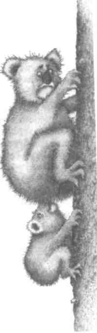 Иллюстрация к книге — Странности эволюции-2. Ошибки и неудачи в природе [i_005.jpg]