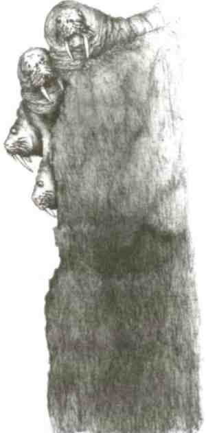 Иллюстрация к книге — Странности эволюции-2. Ошибки и неудачи в природе [i_013.jpg]