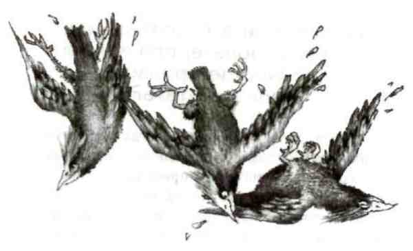 Иллюстрация к книге — Странности эволюции-2. Ошибки и неудачи в природе [i_017.jpg]