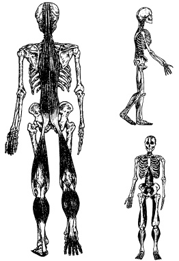 Иллюстрация к книге — Массаж и лечебная физкультура [i_016.jpg]