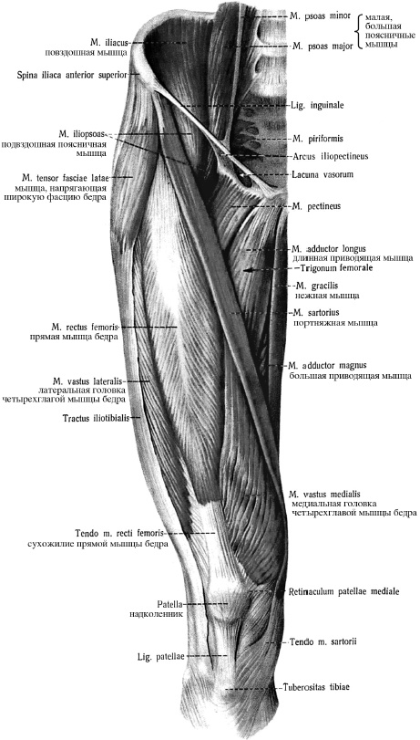 Иллюстрация к книге — Массаж и лечебная физкультура [i_022.jpg]