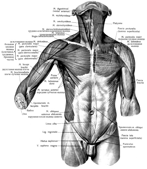 Иллюстрация к книге — Массаж и лечебная физкультура [i_024.jpg]